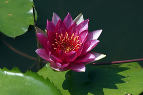 ʢ��õ������