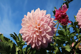 ʢ�������