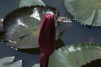 ���ɫ������