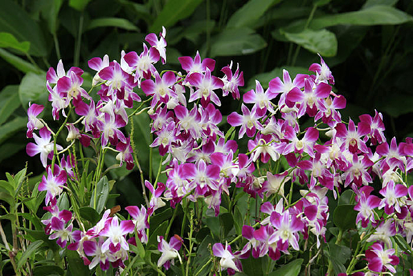 ʯ������