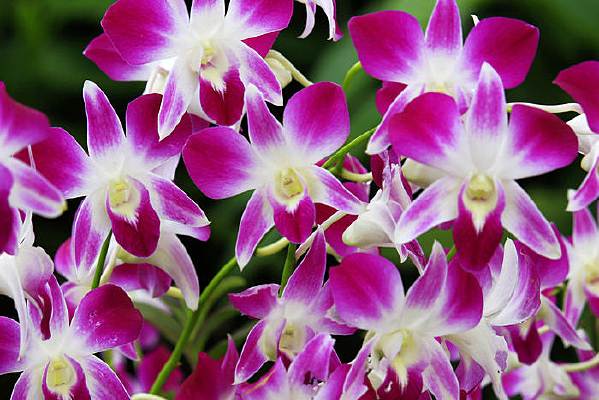 ʯ�����ز�