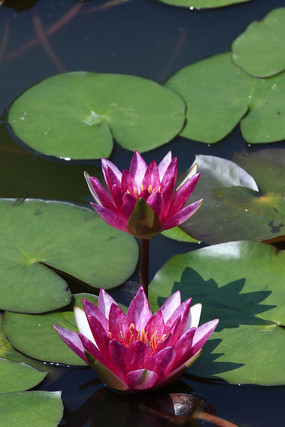 ˫���ĺ�����