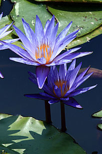 ˫����ɫ������