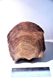 Բʯ
