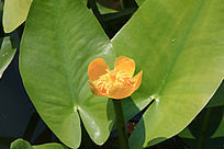 ˮ����ɫ�Ļ���