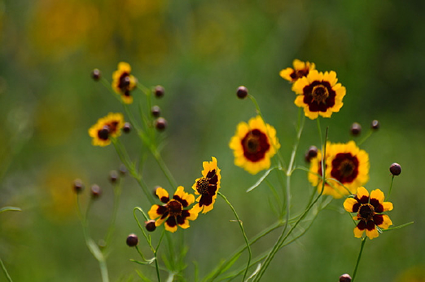 ��дС�ջ�����ͼƬ