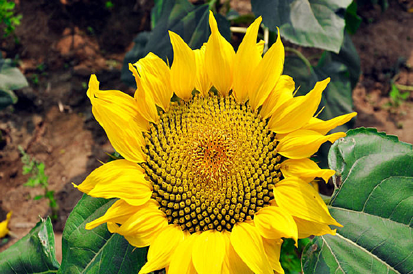 ���տ���д