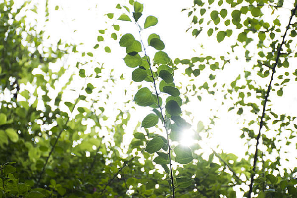 ������Ψ�����̵Ķž�����