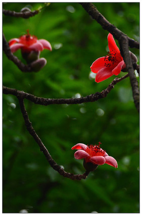 ������ľ�޻�������дͼƬ