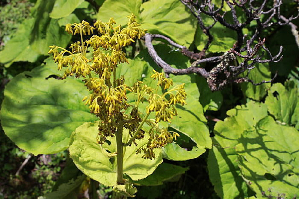 Ҷ���ϵ���ѿ