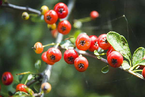 һ����ɫ�Ļ�ѹ�