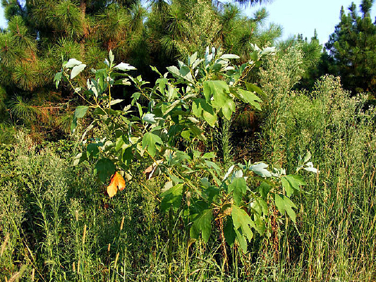 ��Ҷ����