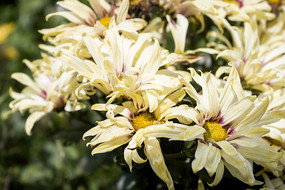 һ�شغ�ɫ�ľջ�