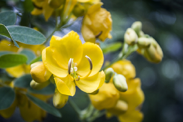 һ�ػ�ɫ�Ľ�˿��