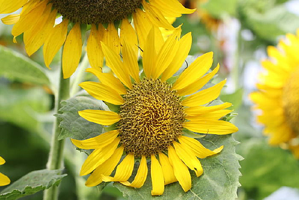 һ��������������