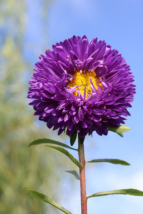 一朵紫色重瓣翠菊花