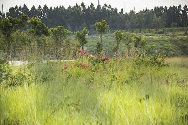 �Ӳݴ���ʢ�ŵ�Ұ���ž黨