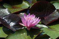 �Ϻ�ɫ������