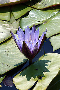 ����ɫ����