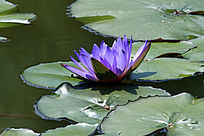 ��ɫ���������