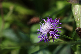 ��ɫ�̶��˻�