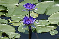 ��ɫ˫��������