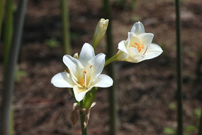 ��ɫ������