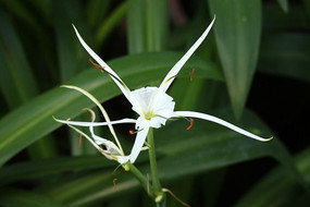 ��ɫ��������