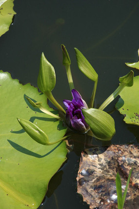 �뿪��ɫ��Ҷ����