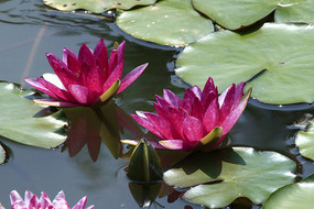 ������Ϻ�����