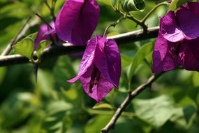 ������ɫ������÷��