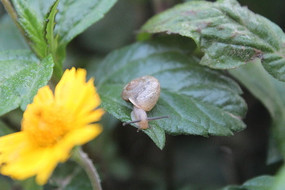 ��԰�����ţ