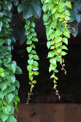 ���̵���ɽ��