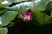 ����Ҷ���µ�����