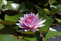 �ۺ�İ뿪����