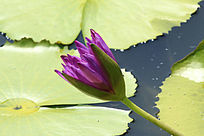 �ۺ�������