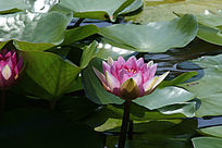 �ۺ�ɫ������