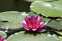 �ۺ�ɫ����