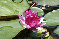 �ۺ�ʢ��������