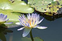 ����ʢ��������