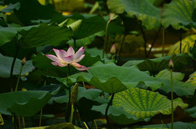 �ɻ�������������ͼƬ