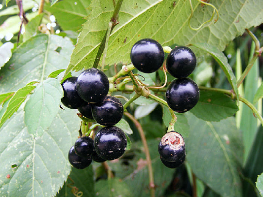 ��ɫ����