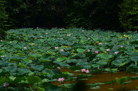 ������������ͼƬ