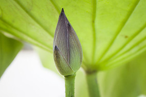 ��Ҷ�µĺɻ�����