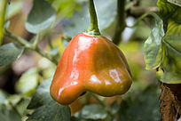 һ������