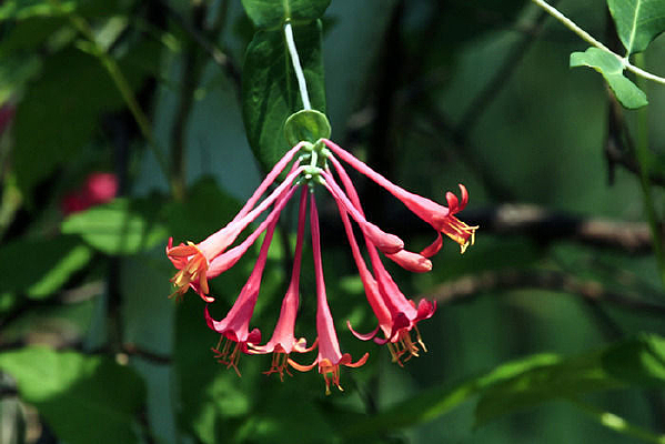 ��ɫ������