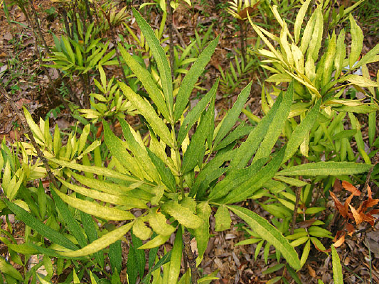 �ƽ���èҶ��