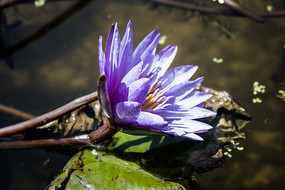 �����һ����ɫ˯��