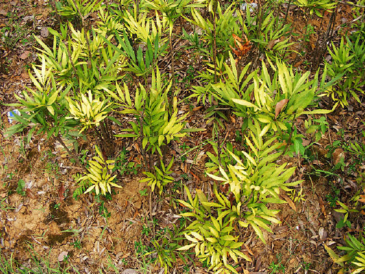 ������ֲ��