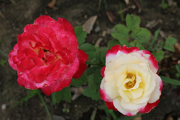 ���䲻ͬ��ɫ���¼���